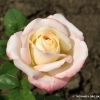 Belle Perle